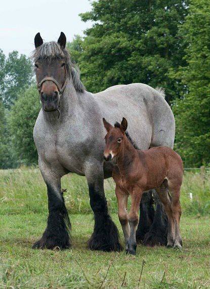 Dutch Heavy Draft Horse